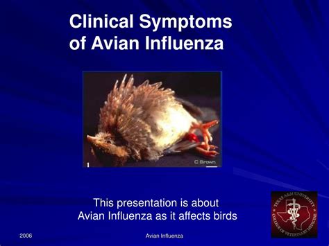 Ppt Avian Influenza In Wild Birds Powerpoint Presentation Free Hot Sex Picture