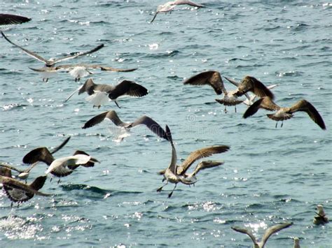 Seagull In MediterraneanÂ´s Sea Stock Photo Image Of Clear Full