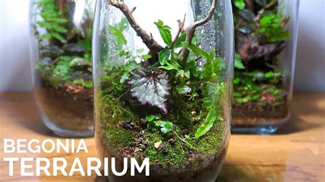 Begonia Terrarium Youtube