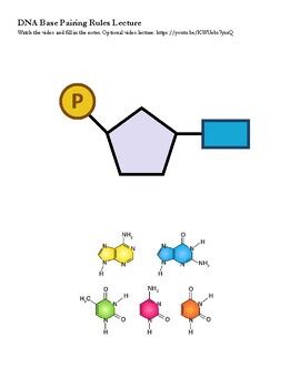 dna base pairing rules lecture   flipped science classroom tpt