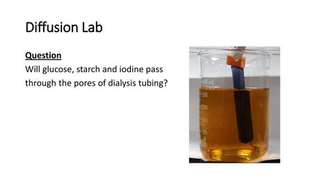 Dialysis Tubing Experiment With Glucose And Starch