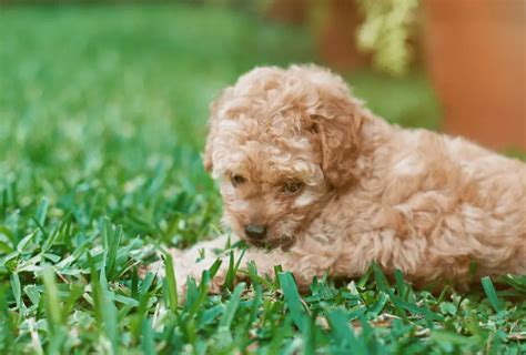 8 Reasons Why Cream Poodles Are Awesome Poodlehq