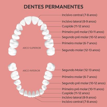 Grupo Dos Caninos Anatomia Dental Desfrute Da Divers O Cassinos