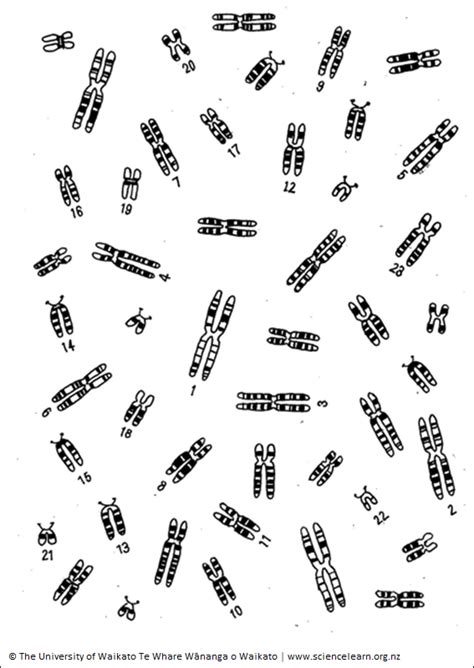 Karyotypes — Science Learning Hub