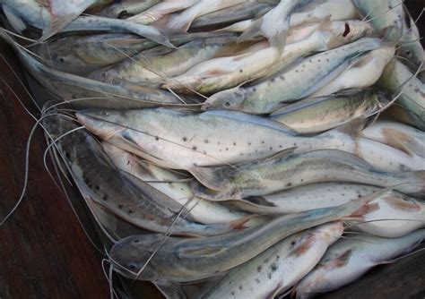 Produ O De Aquicultura Ultrapassa Captura De Peixes Selvagens Pela