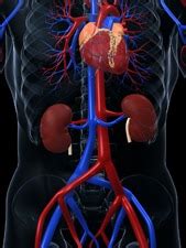 Heart Disease & Kidney Disease - NIDDK