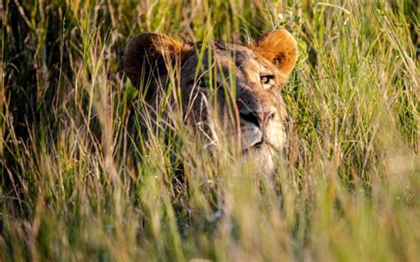 Mara Serena Safari Lodge Accommodation In Masai Mara