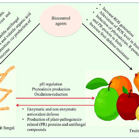 Mechanism Of Biocontrol Mechanism In Fruit And Pathogen The Biocontrol