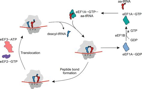 Translation Phases In Eukaryotes Ribosome Biogenesis Ncbi Bookshelf