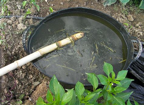 Pur N De Ortigas En El Cultivo De Tomates Beneficios Y Aplicaci N