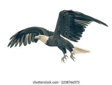 Bald Eagle Flying On White Background Stock Illustration 2238766373 ...