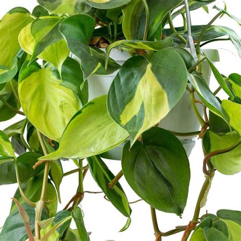 Como Cuidar De Philodendron Boulevard Philodendron Scandens