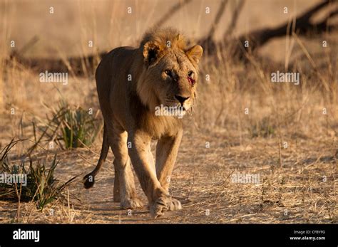 Male Lion Walking Stock Photo Alamy