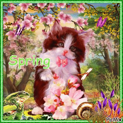 Spring Cat - Free animated GIF - PicMix