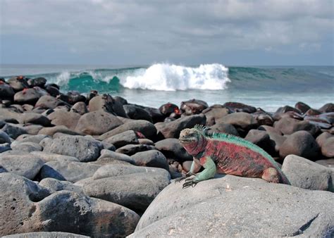 10 Facts About Galapagos Marine Iguanas (Amblyrhynchus cristatus ...