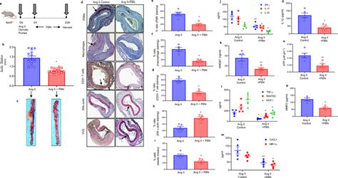 Inhibition Of Panx Channels Attenuates Aaa Formation In The Ang Ii