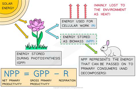 Net Primary Productivity 516 Edexcel A Snab A Level Biology