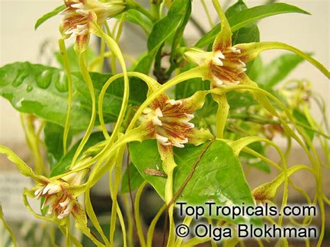 strophanthus sp strophanthus top tropicals plant encyclopedia