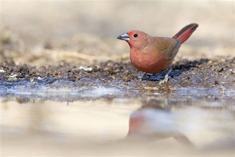 Bird Photography By The Flacks Firefinches