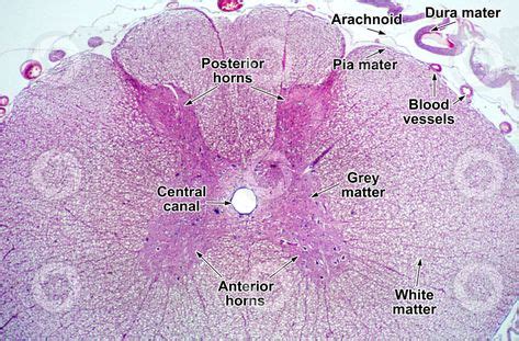 Spinal Cord Cross Section Histology Labeled