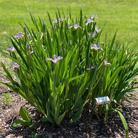 Iris versicolor - Midwest Groundcovers, LLC