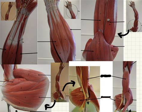 Arm Muscle Model Diagram | Quizlet