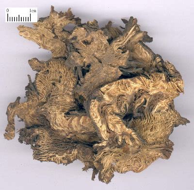 Корневище цимицифуги