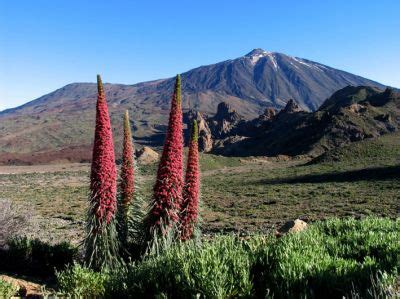 Parque Nacional Del Teide Flora Y Fauna Mundotenerife