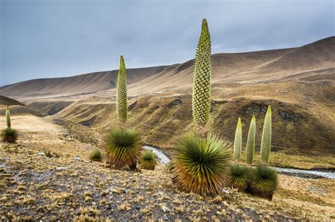 The Worlds Slowest Growing Plant And Others That Come Close