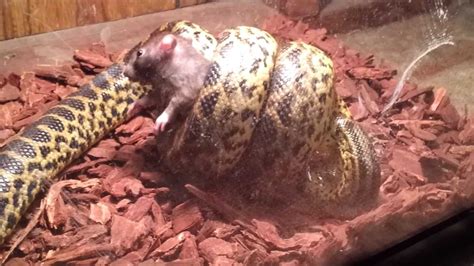 Yellow Anaconda Eating Youtube