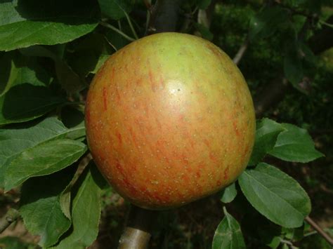 Black Willow Tree Fruit