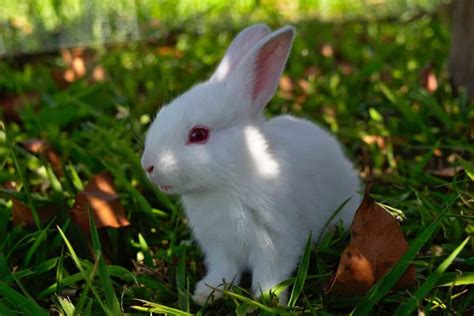 Top 50 Rabbit Farming Tips Ideas And Techniques