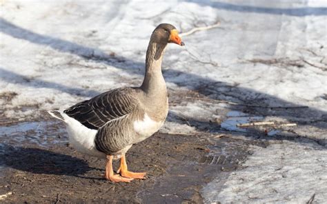 Toulouse Goose Breed Profile And Facts Learnpoultry