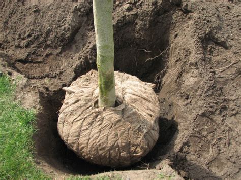 Bomen Planten Van Swelm Boomverzorging