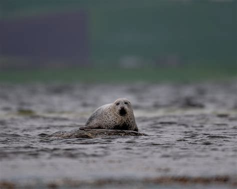 Documenting Wild Orkney | Orkney.com