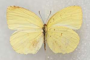 Eurema Mandarina In Euroleps Ch Heiner Ziegler