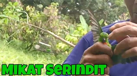 Mikat Burung Serindit Terbaru Serindit Jantan Youtube