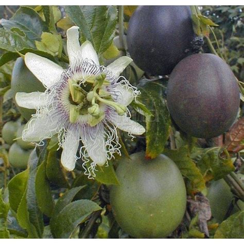 Passiflora Edulis Passievrucht Palma Verde Exoten