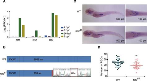 The Role Of Dna Methylation Reprogramming During Sex Determination And