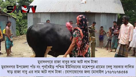 মুরাদনগরে রাজা বাবুর দাম আট লাখ টাকা Video Dailymotion