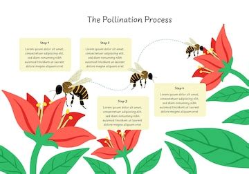 Premium Vector | Infographic of flower pollination process