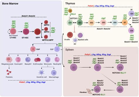 Frontiers Regulation Of Myeloid And Lymphoid Cell Development By O