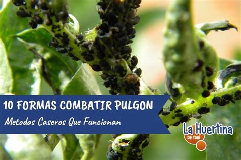 7 Fungicidas Caseros Para Combatir Hongos En Tu Huerto Pulgon La Huertina De Toni Huerto