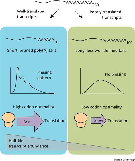 Tales Of Detailed Poly A Tails Trends In Cell Biology