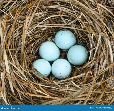 pale eastern bluebirds eggs  nest stock photography