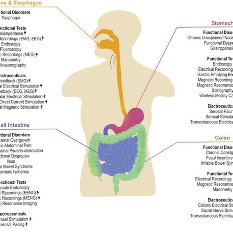 The Overview Of Functional Disorders Within The Gastrointestinal GI