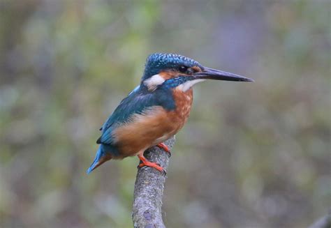 Kingfisher Male Pennington Flash Ramsdale Colin Mccooey Flickr