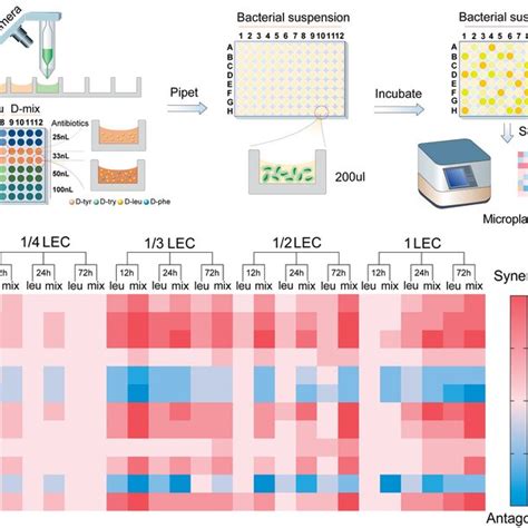 In Vitro Antimicrobial Activity Screening A Schematic Diagram Showing