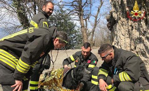 Muore Da Solo Nel Bosco Il Cane Lo Veglia Tutta La Notte