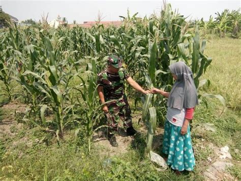 Babinsa Koramil 0815 01 Pralon Mendampingi Petani Merawat Tanaman